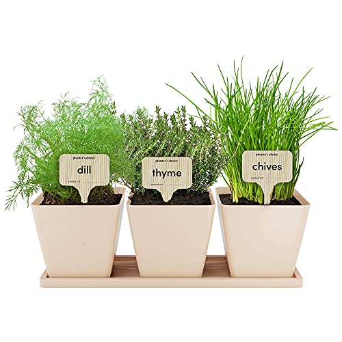 planter's choice window herb garden indoor 9 herb starter kit 9 Herb Window Garden - Indoor Organic Herb Growing Kit